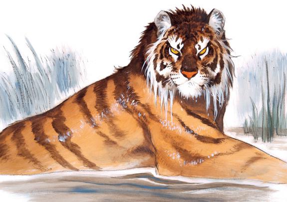 Frank Pé - Tigre
Illustration originale réalisée pour le cal