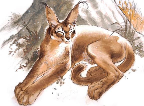 Frank Pé - Caracal
Illustration originale réalisée pour le c