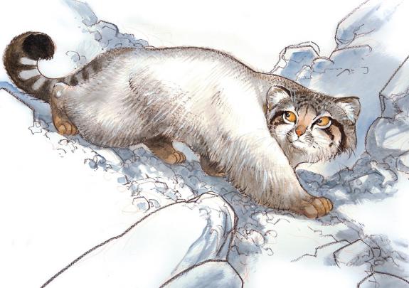 Frank Pé - Manul
Illustration originale réalisée pour le cal